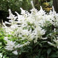 Astilbe Fanal Roots