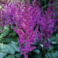 Astilbe Fanal