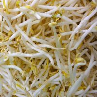 Beansprout Seeds