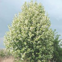 Bird Cherry Tree