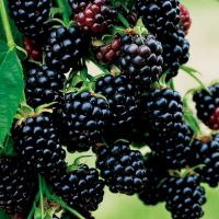 Blackberry Canes