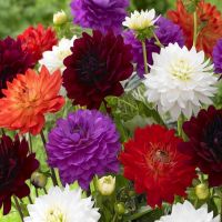 Mixed Dahlia Bulbs