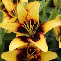 Lily Bulbs