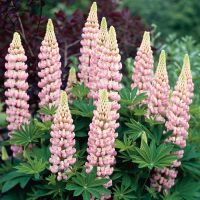 Lupin Bulbs