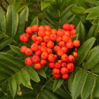 Mountain Ash Tree