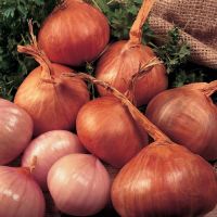 Red Shallot Sets