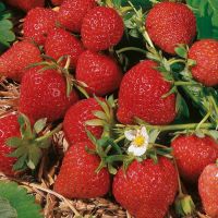 Strawberry Plants