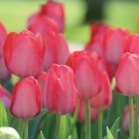 Tulip Bulbs