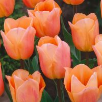 Tulip Bulbs