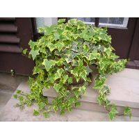 Variegated Ivy Plants