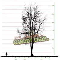 Birch Tree Size