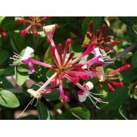 Honeysuckle Climbing Plant