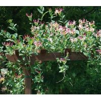 Honeysuckle Climbing Plant