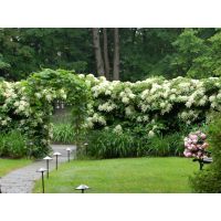 Hydrangea Climbing Plant
