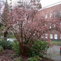 Viburnum Plant