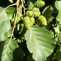 Bare Root Alder Tree