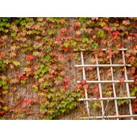 Boston Ivy Climbing Plant