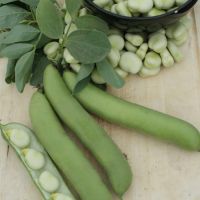 Broad Beans