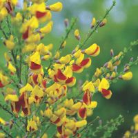 Broom Plant