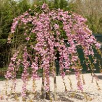 Cherry Blossom Tree