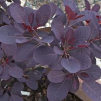 Cotinus Plant