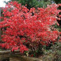 Euonymus Alatus Plant