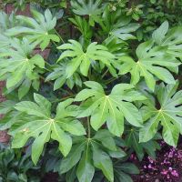 Fatsia Japonica Plant