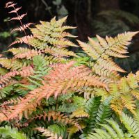 Fern Plant