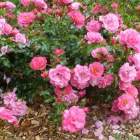 Ground Cover Rose Plant