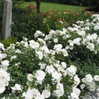 Ground Cover Rose