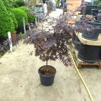 Japanese Maple Tree