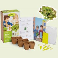 Lettuce Growing Kit