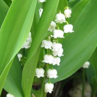 Lily of the Valley Plant