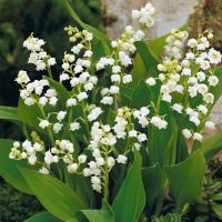 Lily of the Valley Plant