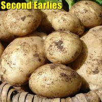 Seed Potatoes (Maris Piper)