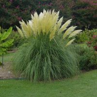 Pampas Grass Plants