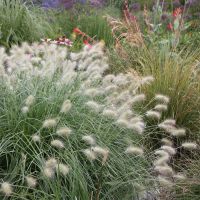 Pennisetum Grass Plants