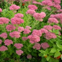 Sedum Plant