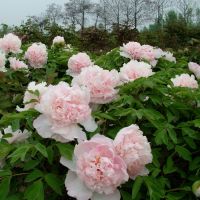 Tree Peony Plants