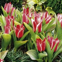 Tulip Bulbs