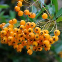 Pyracantha Plant