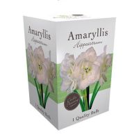 Amaryllis Bulbs