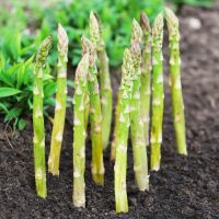 Asparagus Crowns