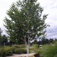 Birch Tree