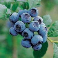 Blueberry Plants