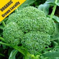 Broccoli Plants