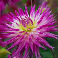 Dahlia Bulbs