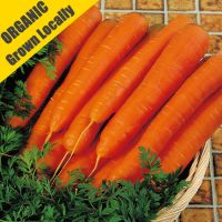 Carrot Plug Plants