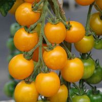 Cherry Tomato Plants