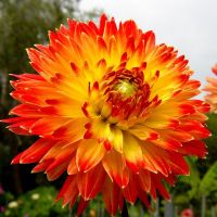 Dahlia Bulbs